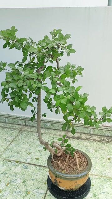 Cây cảnh bonsai Hoàng Anh Mộc dáng đổ. Mua bán Cây cảnh, đồ trang trí tại Quận Gò Vấp Tp Hồ Chí Minh được đăng bởi Bình Minh hình 1