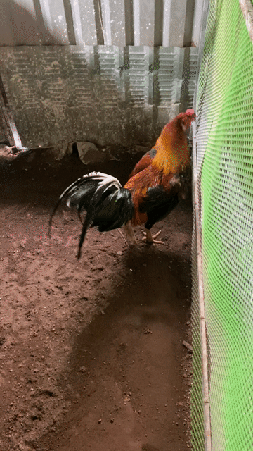 Gà Peru Đực Đỏ, Đen. Mua bán Gà tại Thành phố Châu Đốc An Giang được đăng bởi huyết chiến hình 1