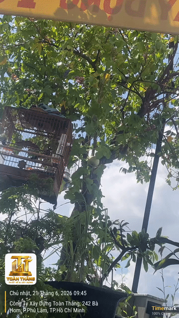Chim chào mào giọng hay siêng miệng. Mua bán Chim tại Quận 6 Tp Hồ Chí Minh được đăng bởi NGUYỄN VĂN TOÀN  hình 1