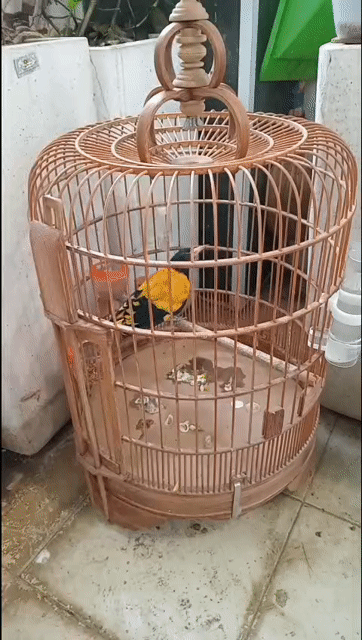 Chim Vàng anh trống 1 năm. Mua bán Chim tại Quận 12 Tp Hồ Chí Minh được đăng bởi Vu Hoang Linh hình 1