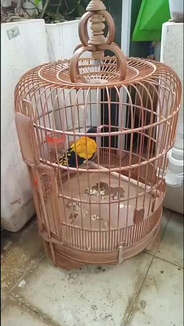 Chim Vàng anh trống 1 năm. Mua bán Chim tại Quận 12 Tp Hồ Chí Minh được đăng bởi Vu Hoang Linh hình 1