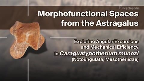 Morphofunctional Spaces from the Astragalus