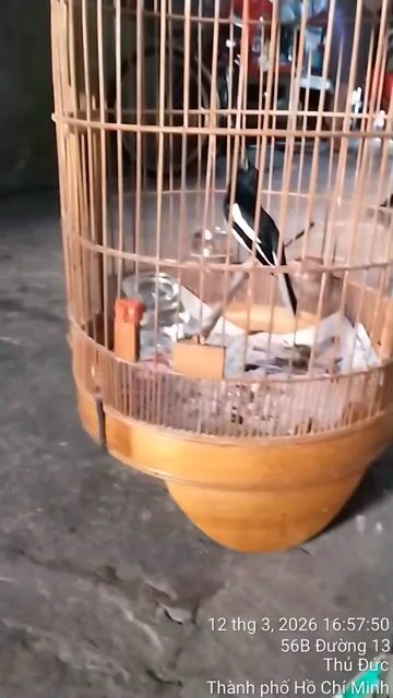 Chòe than . đủ loại. Mua bán Chim tại Thành phố Thủ Đức Tp Hồ Chí Minh được đăng bởi  van loc hình 2
