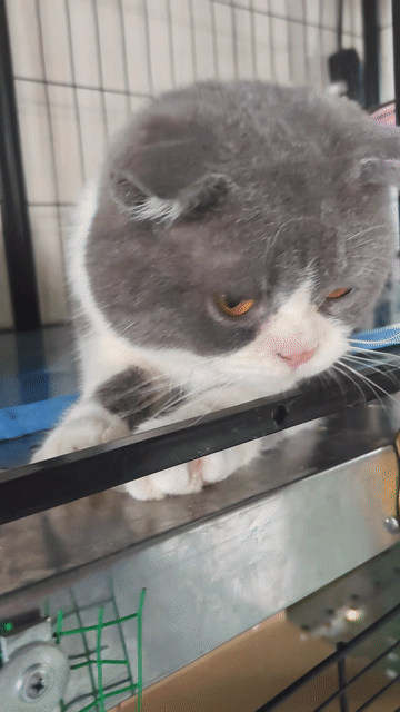 Mèo Tai Cụp Đực Xám Trắng 11 tháng. Mua bán Mèo tại Thành phố Thủ Đức Tp Hồ Chí Minh được đăng bởi Pom Hải hình 1