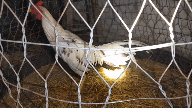 Gà chọi Thái Asiu trống 1.5kg trắng. Mua bán Gà tại Huyện Gò Công Tây Tiền Giang được đăng bởi thanh kha hình 1