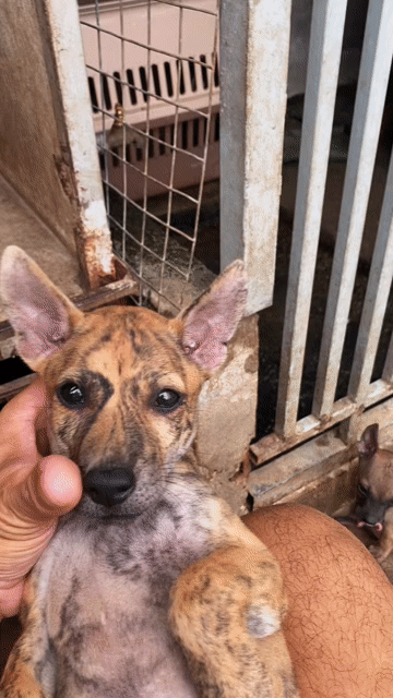 Chó Phú Quốc Vện hổ 2 tháng tuổi. Mua bán Chó tại Huyện Hóc Môn Tp Hồ Chí Minh được đăng bởi Duy Quốc hình 1