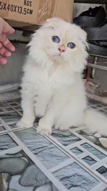 TÌM NHÀ CHO BÉ MÈO - MÙ 2 MẮT - NGOAN, NỊNH, XINH. Mua bán Mèo tại Thành phố Thủ Đức Tp Hồ Chí Minh được đăng bởi Lê Quốc Anh Châu hình 1