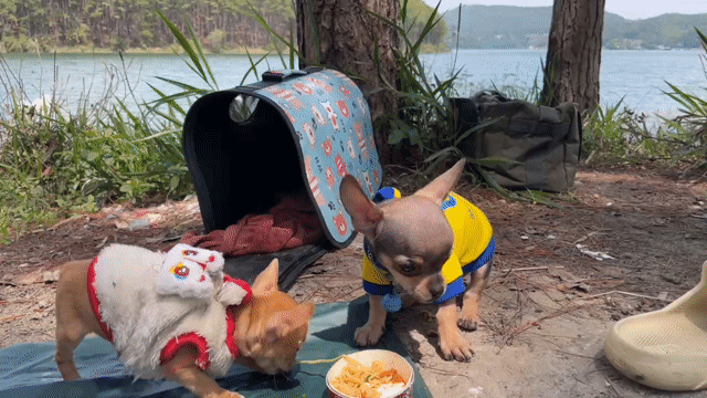 2 bé Chihuahua size mini - đã tiêm phòng. Mua bán Chó tại Thành phố Đà Lạt Lâm Đồng được đăng bởi Khang hình 1