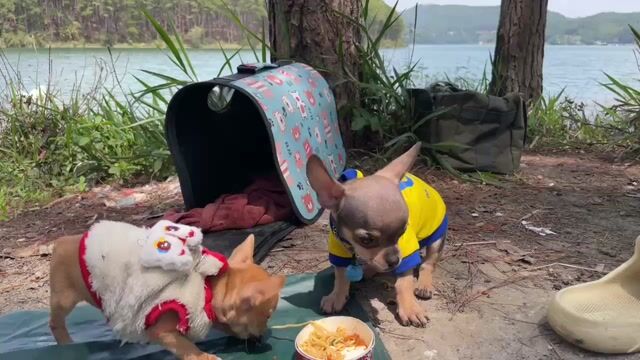 2 bé Chihuahua size mini - đã tiêm phòng. Mua bán Chó tại Thành phố Đà Lạt Lâm Đồng được đăng bởi Khang hình 1