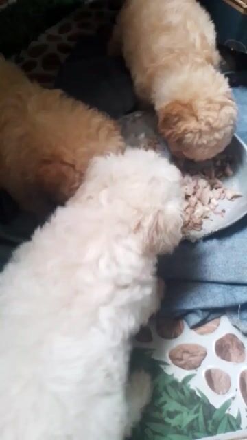 Chó Tiny Poodle đực cái lông dày. Mua bán Chó tại Thành phố Bến Tre Bến Tre được đăng bởi Cương Nguyễn hình 2