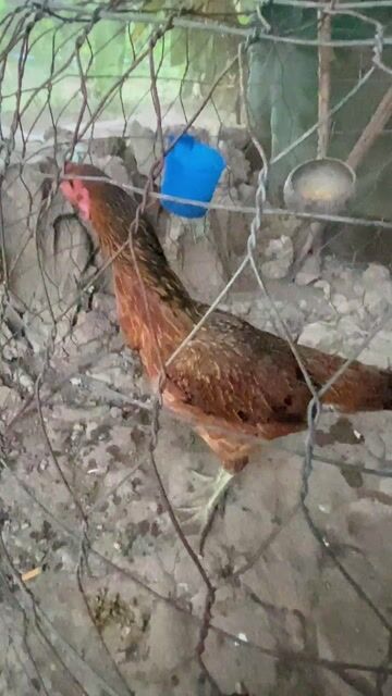 Gà mái Điều 2kg. Mua bán Gà tại Huyện Vĩnh Thạnh Cần Thơ được đăng bởi Trại Gà Cần Thơ hình 1