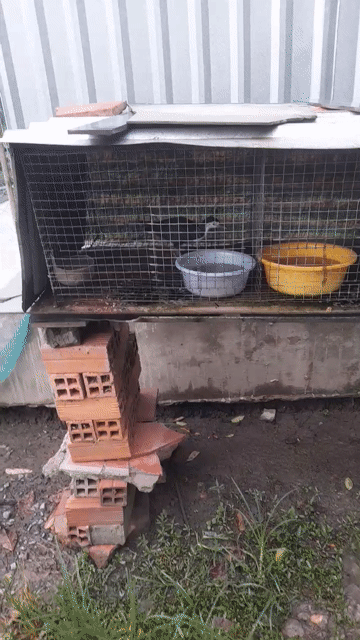 Chim quốc trắng . Mua bán Chim tại Huyện Tam Bình Vĩnh Long được đăng bởi Cu Tam Bình hình 1