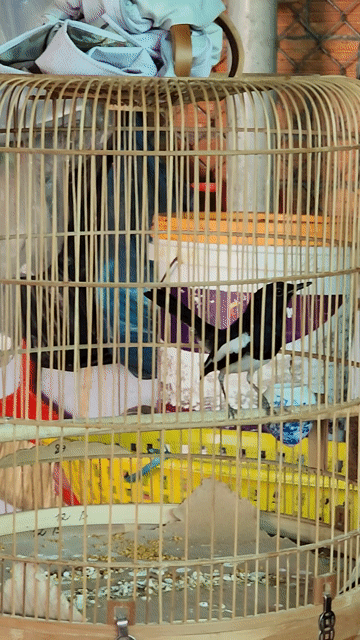 Chim Chòe than 2 mùa Bến Tre. Mua bán Chim tại Thành phố Bến Tre Bến Tre được đăng bởi Bảo hình 1