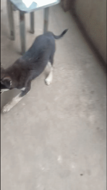 Chó Husky lai đực 3 tháng. Mua bán Chó tại Huyện Hóc Môn Tp Hồ Chí Minh được đăng bởi oanh trần hình 1