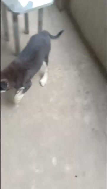 Chó Husky lai đực 3 tháng. Mua bán Chó tại Huyện Hóc Môn Tp Hồ Chí Minh được đăng bởi oanh trần hình 1