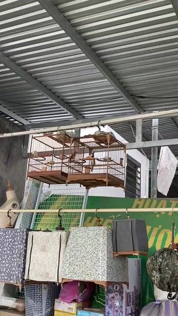 Bổi 8 tháng lồng. Mua bán Chim tại Quận Liên Chiểu Đà Nẵng được đăng bởi Gia Minh hình 1