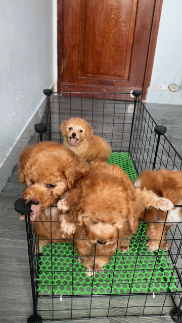 poodle thuần chủng. Mua bán Chó tại Quận 12 Tp Hồ Chí Minh được đăng bởi Nguyễn Nguyễn hình 1