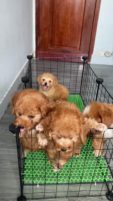 poodle thuần chủng. Mua bán Chó tại Quận 12 Tp Hồ Chí Minh được đăng bởi Nguyễn Nguyễn hình 1