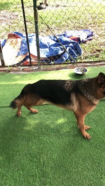 Chó Becgie Đức cái đã chích ngừa. Mua bán Chó tại Huyện Bình Chánh Tp Hồ Chí Minh được đăng bởi Quốc Cường hình 1