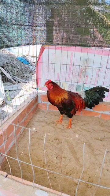 Gà giống Đỏ đen 3.6kg. Mua bán Gà tại Huyện Châu Thành Kiên Giang được đăng bởi Qui Idol hình 1