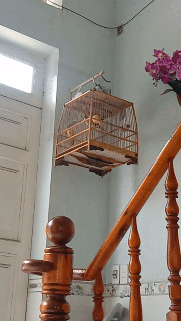 Chim Hót cả ngày,ra đi cả bộ. Mua bán Chim tại Thị xã Tân Uyên Bình Dương được đăng bởi caycothu hình 1