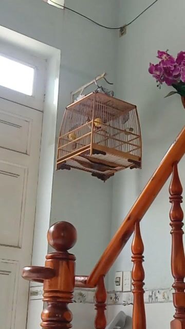 Chim Hót cả ngày,ra đi cả bộ. Mua bán Chim tại Thị xã Tân Uyên Bình Dương được đăng bởi caycothu hình 1