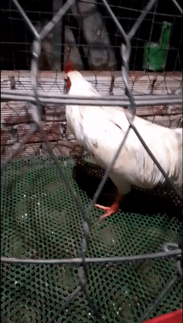 Gà trống Bướm Đực 2.35kg gà thái ba hàng vảy . Mua bán Gà tại Huyện Kế Sách Sóc Trăng được đăng bởi Nguyễn Thanh Nguyễn Thanh hình 1