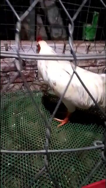 Gà trống Bướm Đực 2.35kg gà thái ba hàng vảy . Mua bán Gà tại Huyện Kế Sách Sóc Trăng được đăng bởi Nguyễn Thanh Nguyễn Thanh hình 1