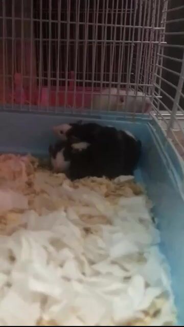 Chuột Dumbo Rats. Mua bán Thú cưng khác tại Quận Hai Bà Trưng Hà Nội được đăng bởi Mun Munn hình 1