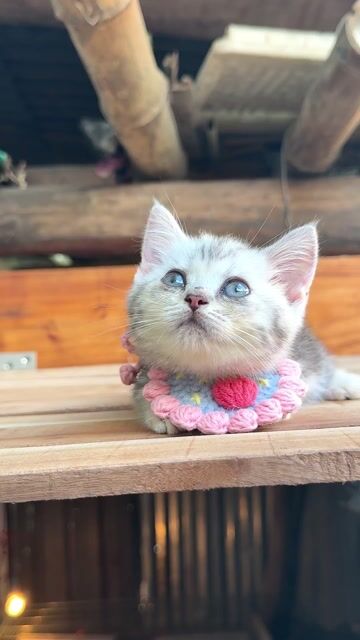 Mèo Anh Chân Lùn. Mua bán Mèo tại Huyện Châu Thành Hậu Giang được đăng bởi Lê Đăng Khoa hình 1