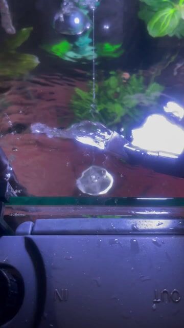 Lọc nước HBL803 Đen Đã sử dụng. Mua bán Phụ kiện, Thức ăn, Dịch vụ tại Quận Liên Chiểu Đà Nẵng được đăng bởi dawty hình 1