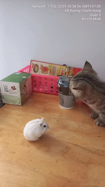 Chuột Hamster Winter White. Mua bán Thú cưng khác tại Quận Bình Thuỷ Cần Thơ được đăng bởi Khánh Hoàng hình 1