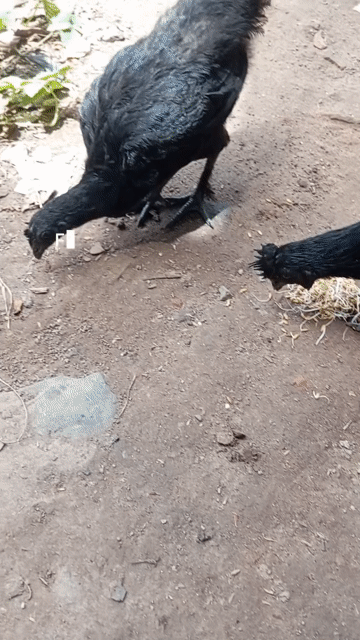 Gà Indo (mặt quỷ)  thuần chủng.. Mua bán Gà tại Huyện Hóc Môn Tp Hồ Chí Minh được đăng bởi Lê Thanh Dương  hình 1