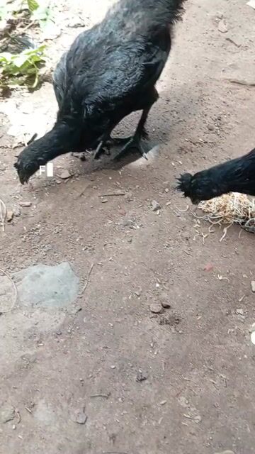 Gà Indo (mặt quỷ)  thuần chủng.. Mua bán Gà tại Huyện Hóc Môn Tp Hồ Chí Minh được đăng bởi Lê Thanh Dương  hình 1