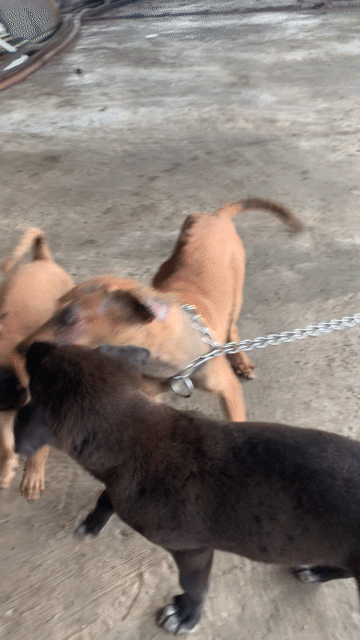 Chó cỏ 2 tháng tuổi. Mua bán Chó tại Huyện Nhơn Trạch Đồng Nai được đăng bởi Khoa Phạm Đăng hình 1