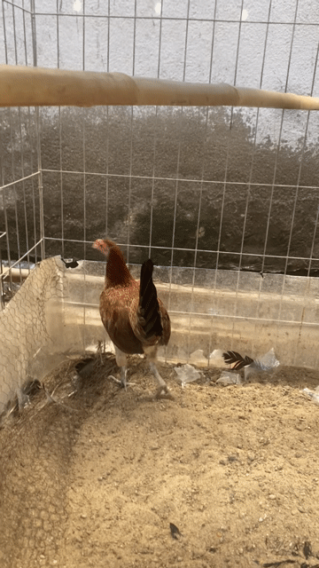 Gà cặp trống mái thay lông đang đẻ 1tr cặp. Mua bán Gà tại Quận 12 Tp Hồ Chí Minh được đăng bởi Luân Farm hình 1
