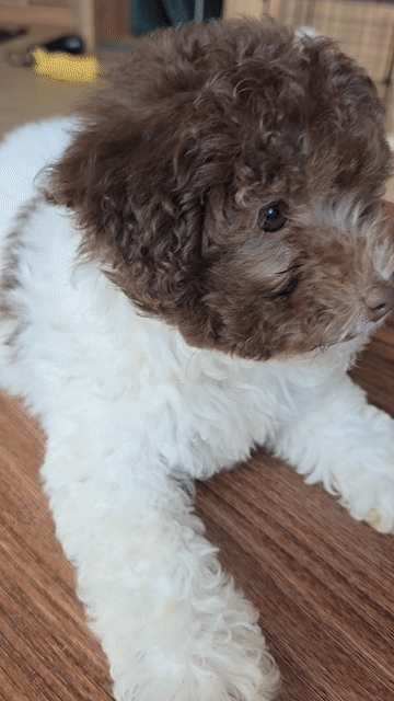 Chó Poodle Cái Bò sữa choco Khỏe mạnh. Mua bán Chó tại Thành phố Trà Vinh Trà Vinh được đăng bởi Minh Phú hình 1