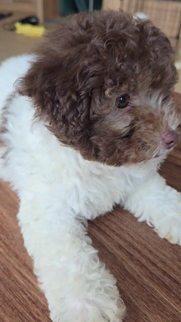 Chó Poodle Cái Bò sữa choco Khỏe mạnh. Mua bán Chó tại Thành phố Trà Vinh Trà Vinh được đăng bởi Minh Phú hình 1