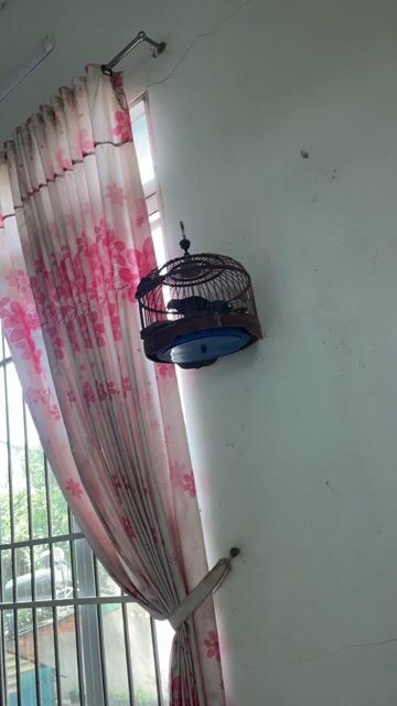 Cu gáy kiển. Mua bán Chim tại Thành phố Buôn Ma Thuột Đắk Lắk được đăng bởi Lê Xuân Thịnh hình 1