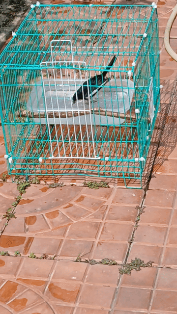 Chích chòe than. Mua bán Chim tại Quận Bình Thuỷ Cần Thơ được đăng bởi Giang hình 1