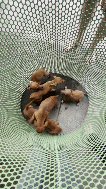 Chó Fox hươu đực cái 5 tháng 2 mũi. Mua bán Chó tại Quận Thanh Khê Đà Nẵng được đăng bởi Lê Văn Nhật Huy hình 1