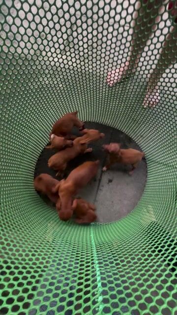 Chó Fox hươu đực cái 5 tháng 2 mũi. Mua bán Chó tại Quận Thanh Khê Đà Nẵng được đăng bởi Lê Văn Nhật Huy hình 1
