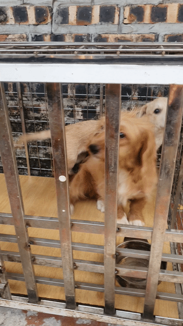Chó Corgi lai Poodle , vừa bán vừa cho. Mua bán Chó tại Huyện Mê Linh Hà Nội được đăng bởi Phạm Ngọc Huân hình 1
