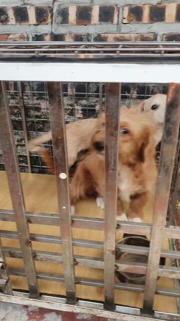 Chó Corgi lai Poodle , vừa bán vừa cho. Mua bán Chó tại Huyện Mê Linh Hà Nội được đăng bởi Phạm Ngọc Huân hình 1