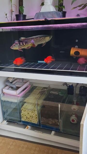 Bán Full Hồ Cá Rồng Kim Long 24K + Hồ 120 + Cá kèm. Mua bán Thú cưng khác tại Thành phố Thủ Đức Tp Hồ Chí Minh được đăng bởi Nguyen Tuan hình 1