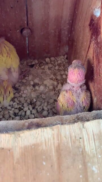 Vẹt Yến Phụng non đút bột. Mua bán Chim tại Quận Gò Vấp Tp Hồ Chí Minh được đăng bởi Mr hiếu hình 1