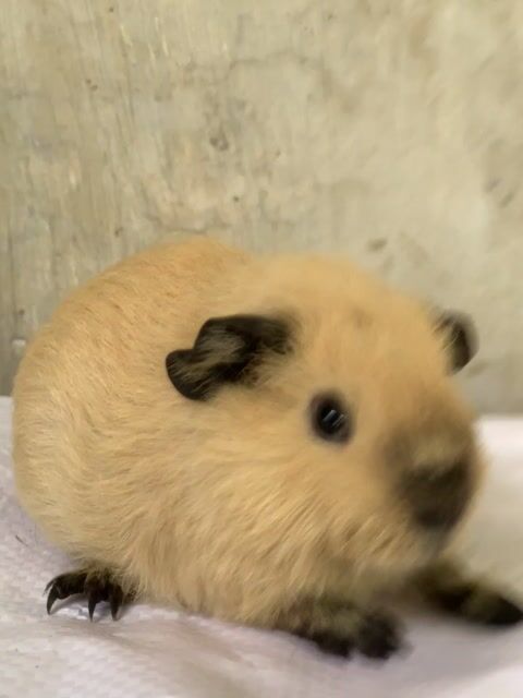 Teddy Cali đực 500k. Mua bán Thú cưng khác tại Thành phố Thủ Đức Tp Hồ Chí Minh được đăng bởi Shop Bọ Ú Văn Đang hình 1