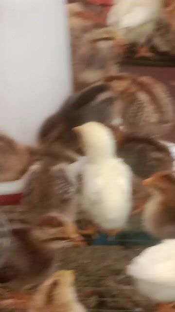 Gà con giống nhiều loại. Mua bán Gà tại Thành phố Thuận An Bình Dương được đăng bởi Le binh hình 1