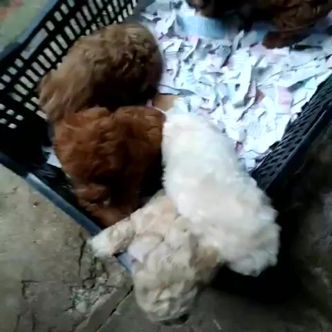 chó Poodle Tiny đỏ trắng kem - CT. Mua bán Chó tại Quận Ninh Kiều Cần Thơ được đăng bởi Kim Sơn Thạch hình 1