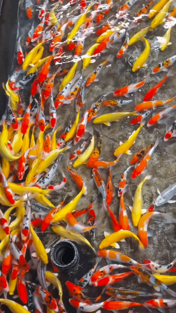 Cá Koi F1 mini … size 5-7con/ 1kg (18-25cm). Mua bán Thú cưng khác tại Thành phố Thủ Đức Tp Hồ Chí Minh được đăng bởi Nguyen Sang hình 1